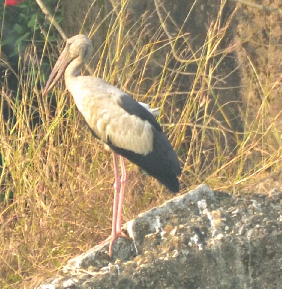 Bec-ouvert indien - ML644302215