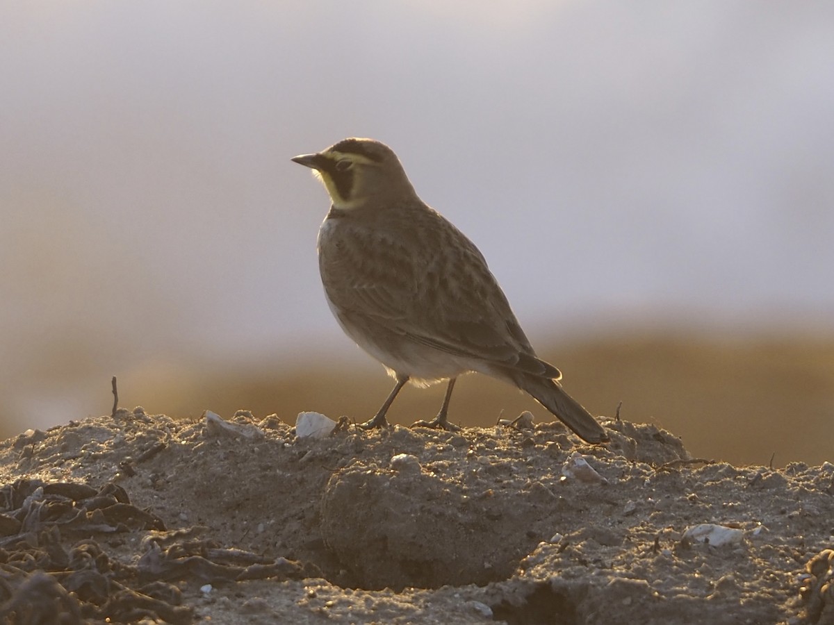 Alondra Cornuda - ML644302216