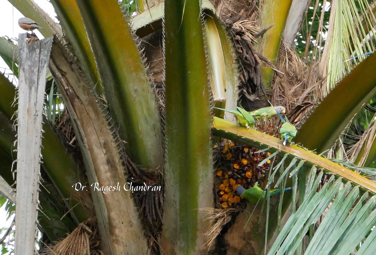 hvithettestær - ML644302217