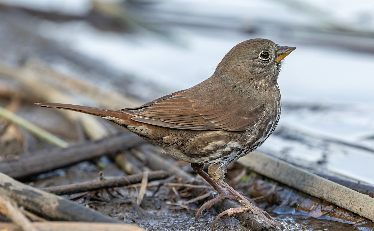 Fox Sparrow - ML644302218