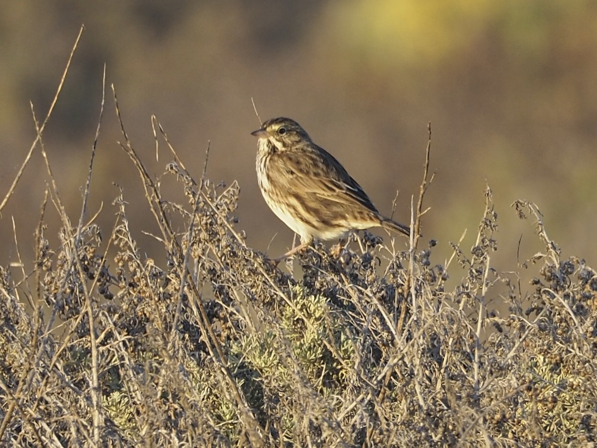 Chingolo Sabanero - ML644302220