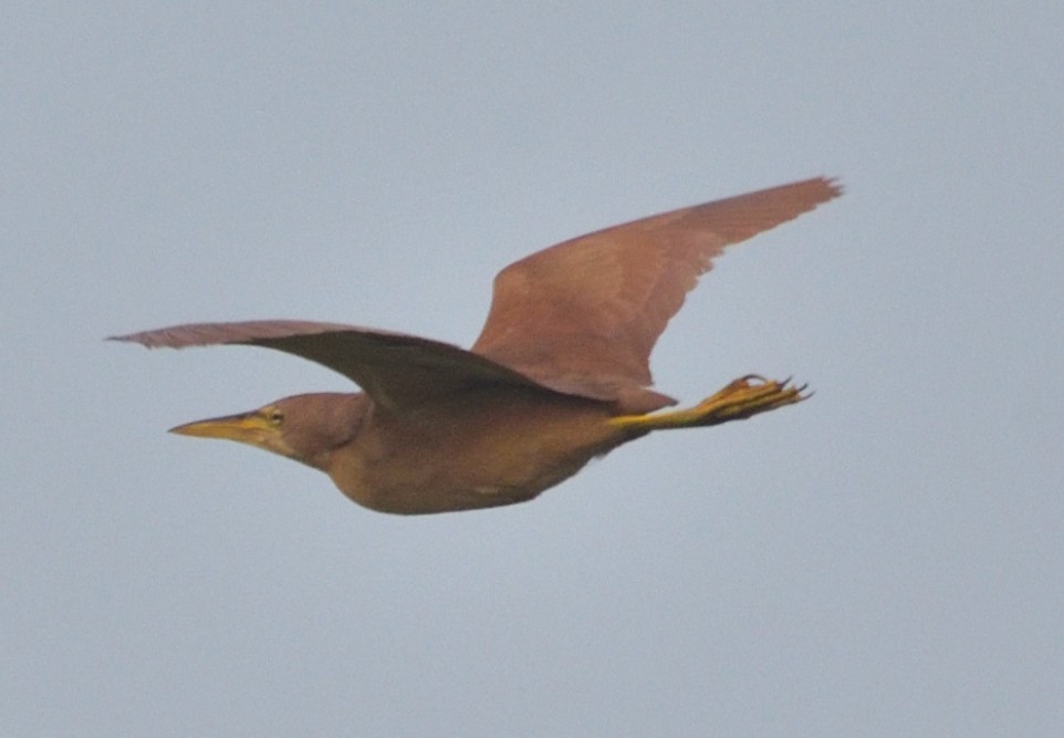 Cinnamon Bittern - ML644302222