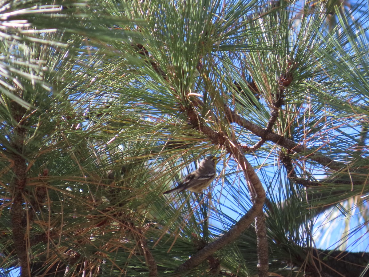 Grace's Warbler - ML644302226