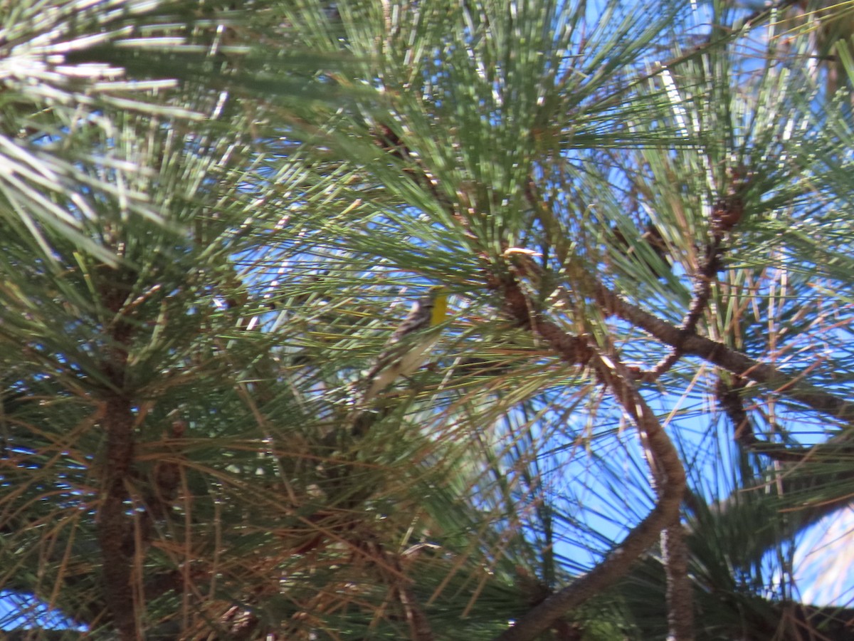 Grace's Warbler - ML644302227