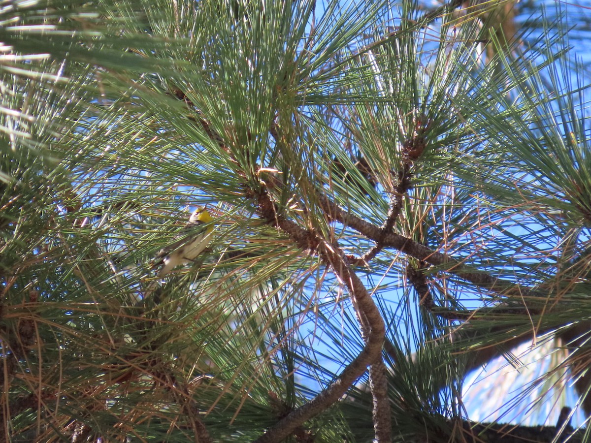 Grace's Warbler - ML644302228