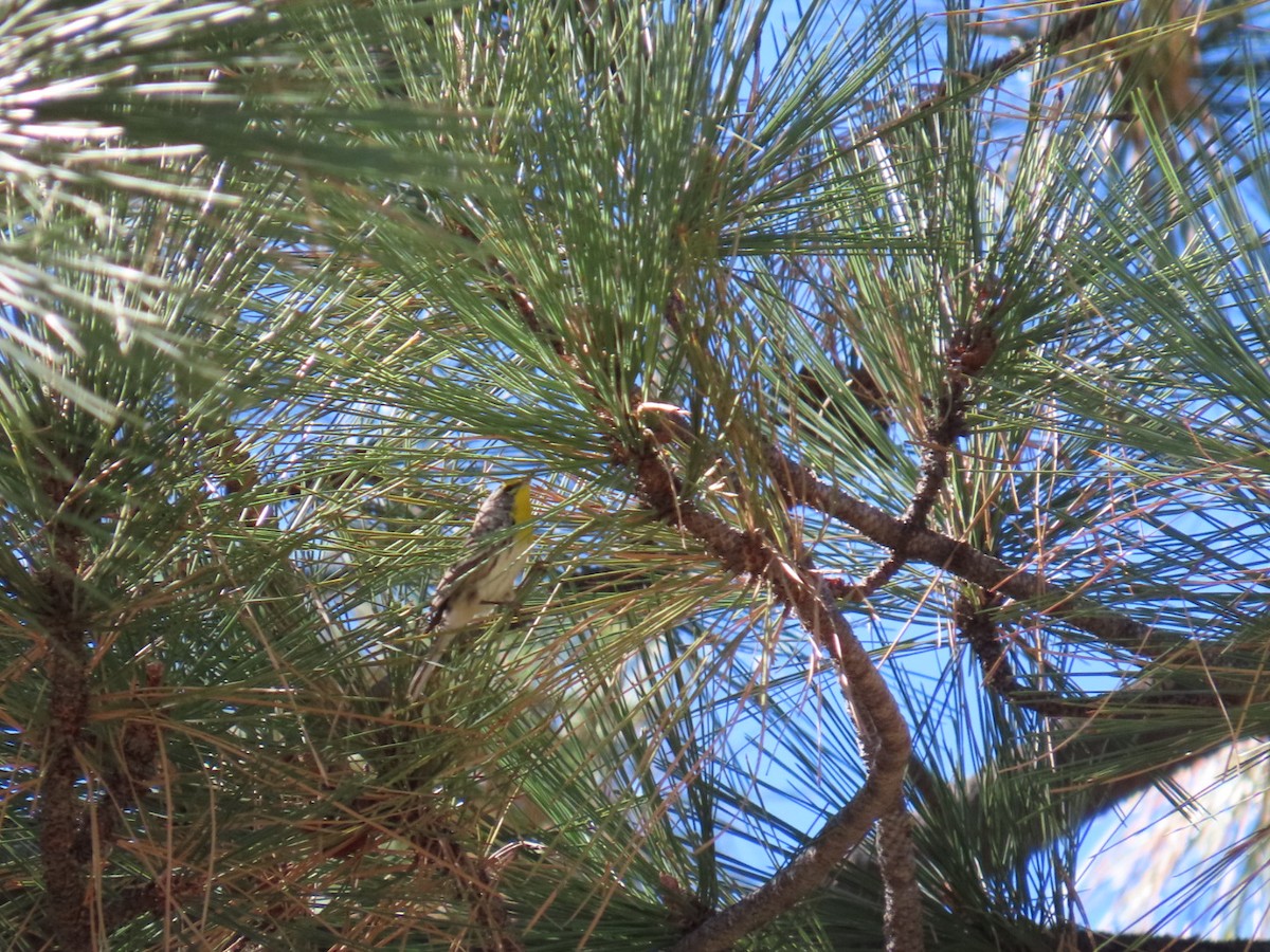 Grace's Warbler - ML644302229