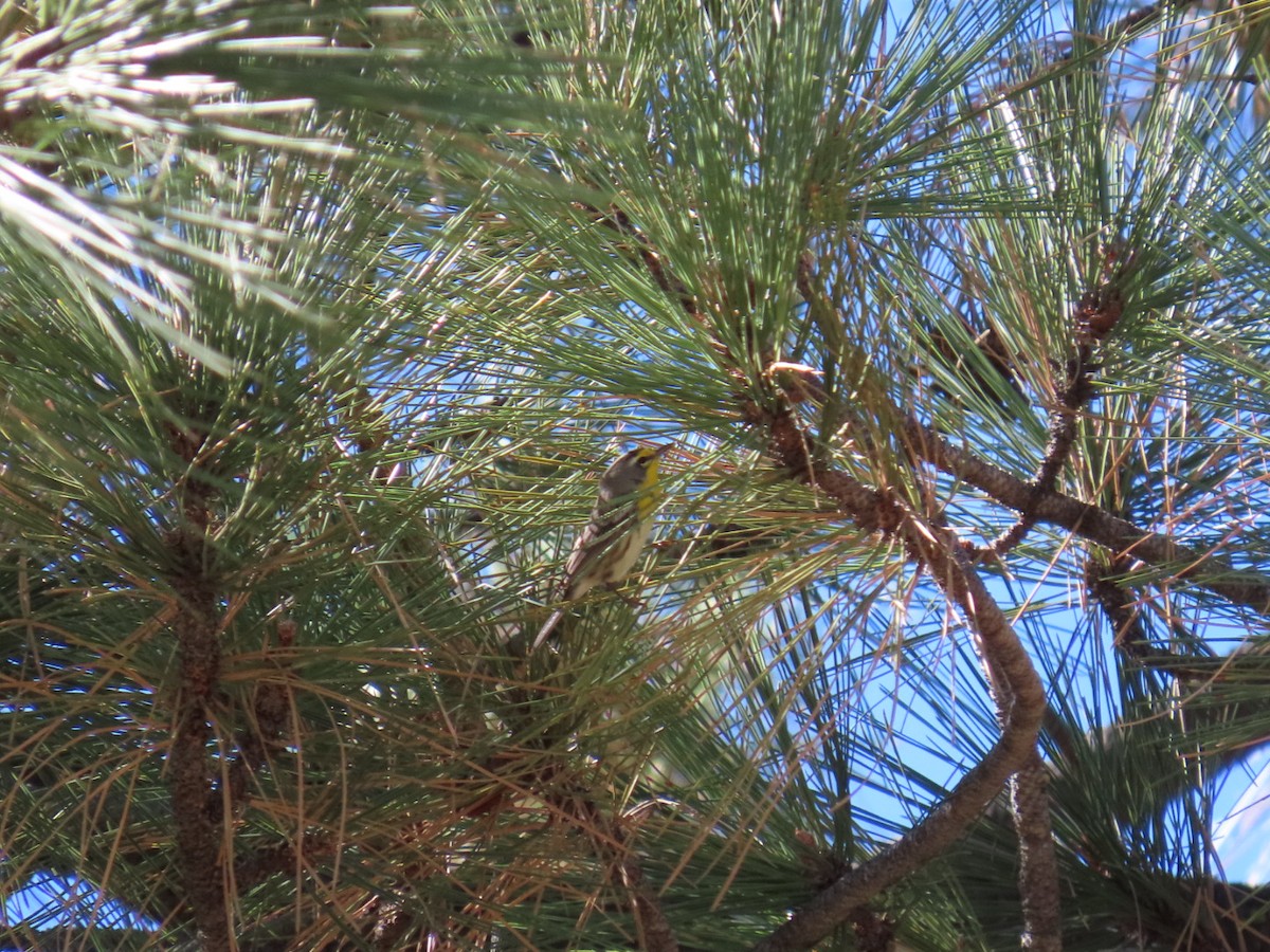 Grace's Warbler - ML644302230