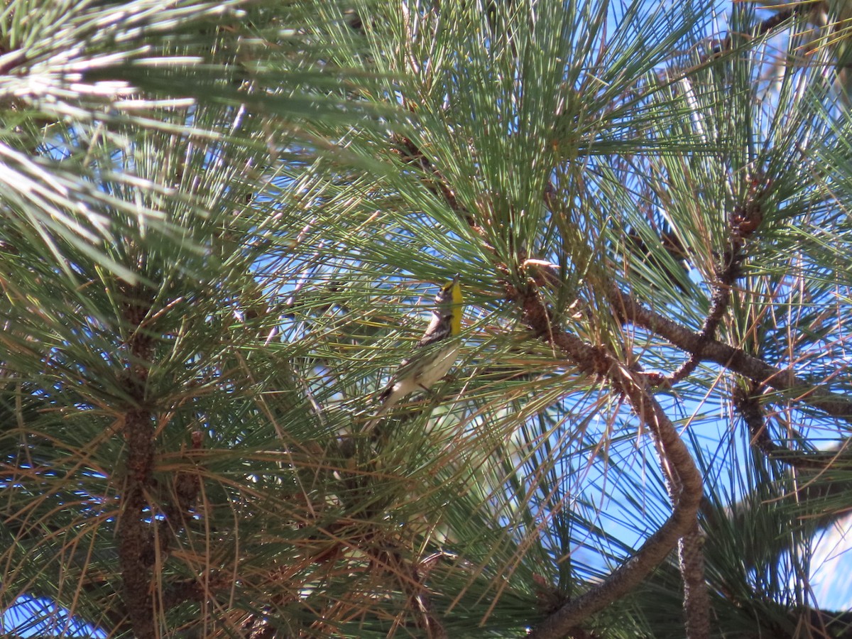 Grace's Warbler - ML644302231