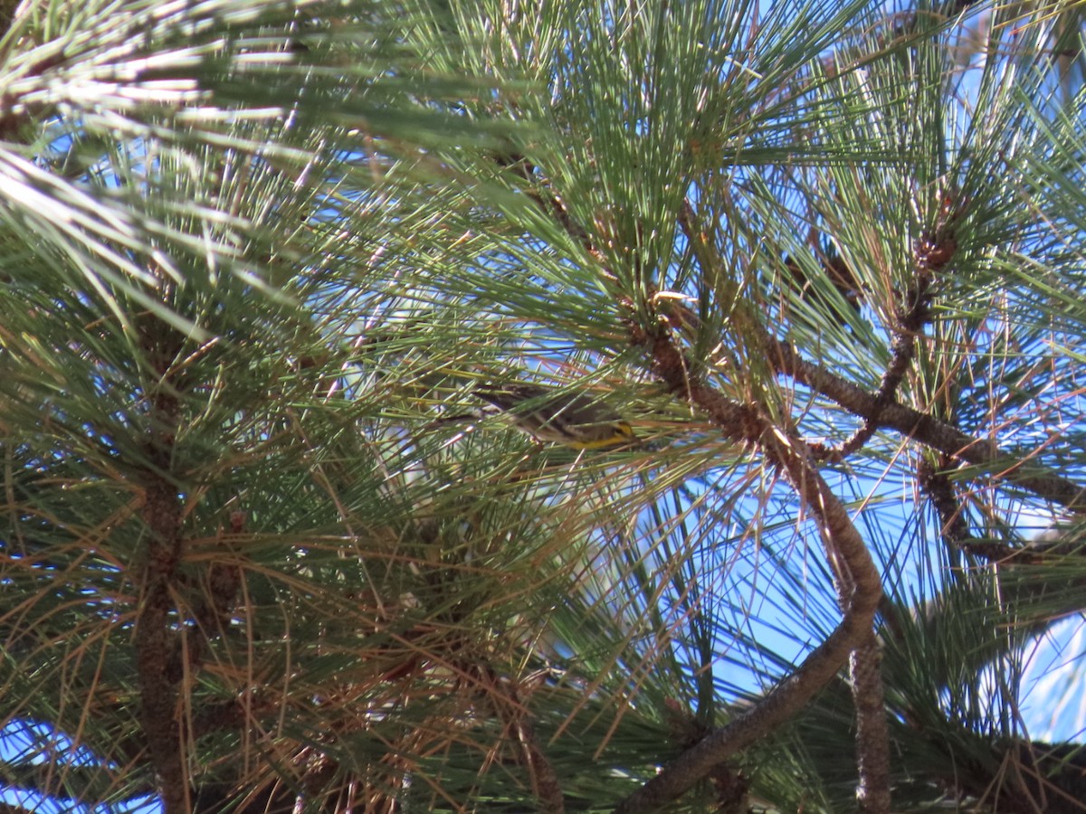 Grace's Warbler - ML644302232