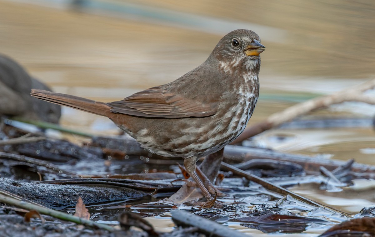 Fox Sparrow - ML644302241