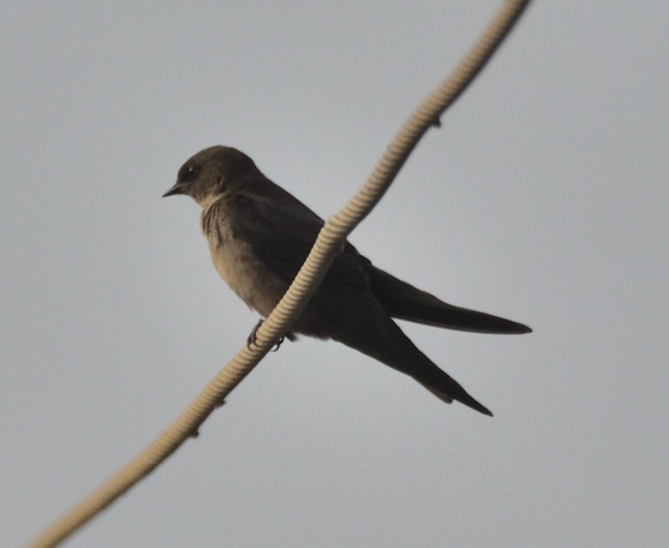 Dusky Crag-Martin - ML644302288