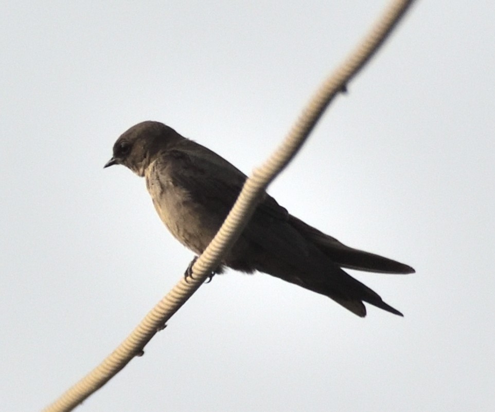 Dusky Crag-Martin - ML644302289