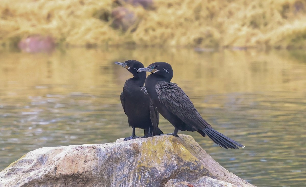 Neotropic Cormorant - ML644302290