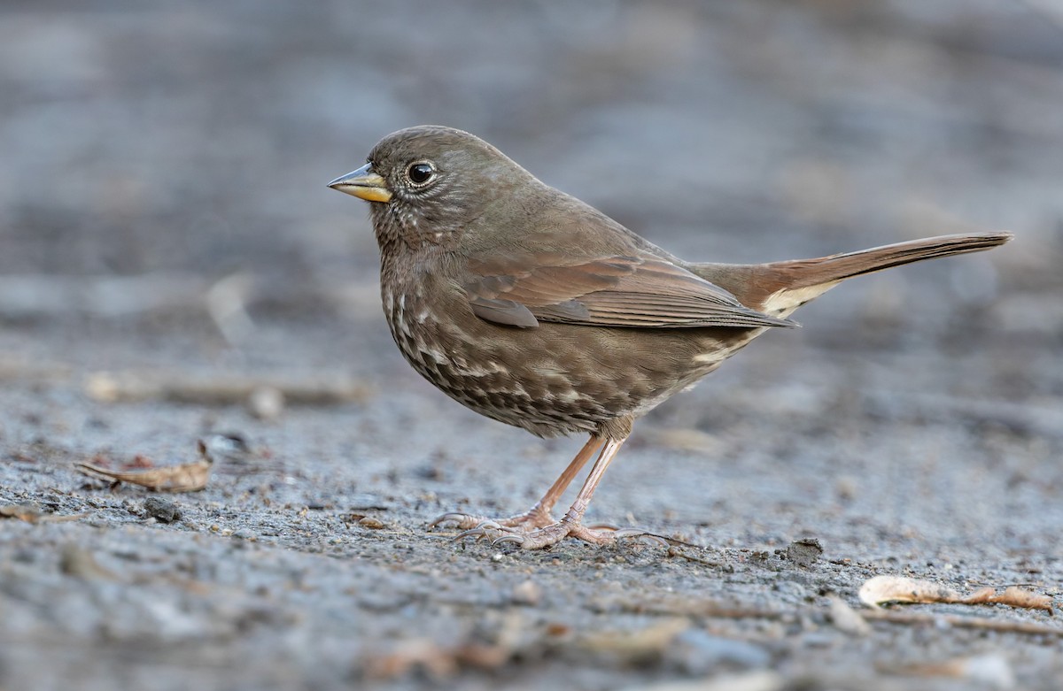 Fox Sparrow - ML644302293