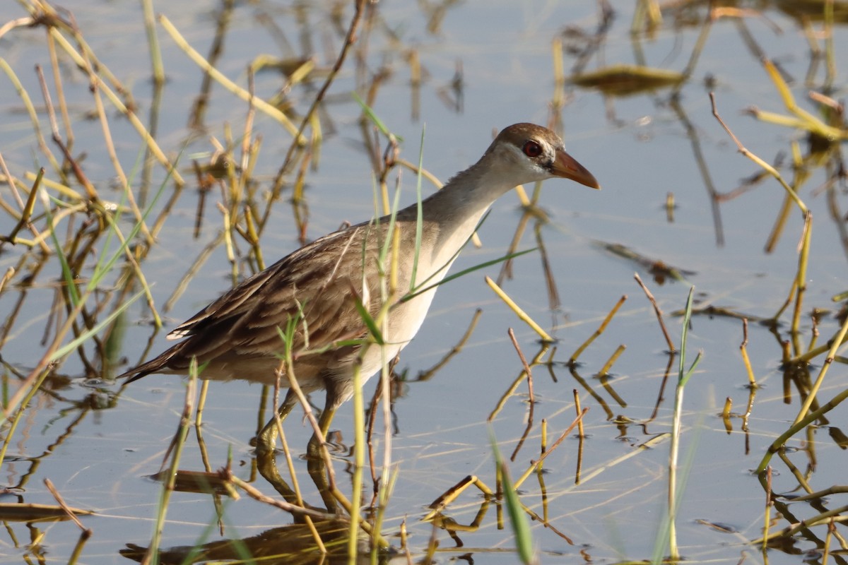 White-browed Crake - ML644302295