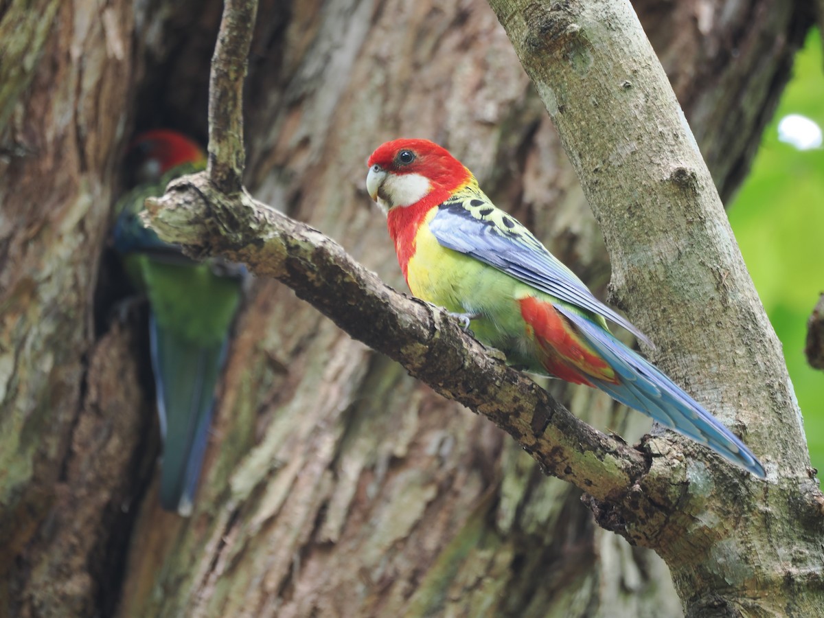 rosela pestrá - ML644302299