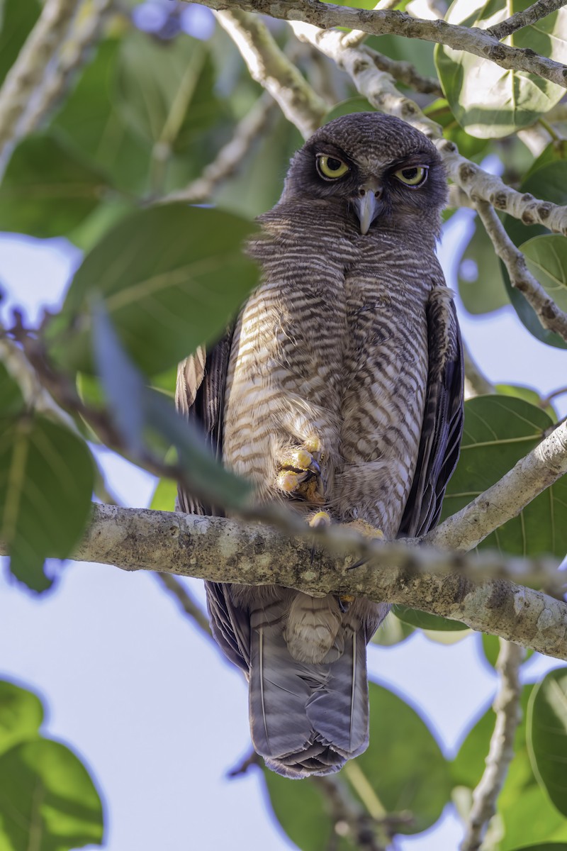 Сова-голконіг руда - ML644302300