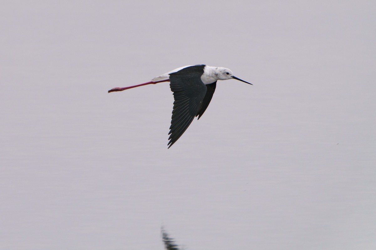 Zankaluze eurasiarra - ML644302301