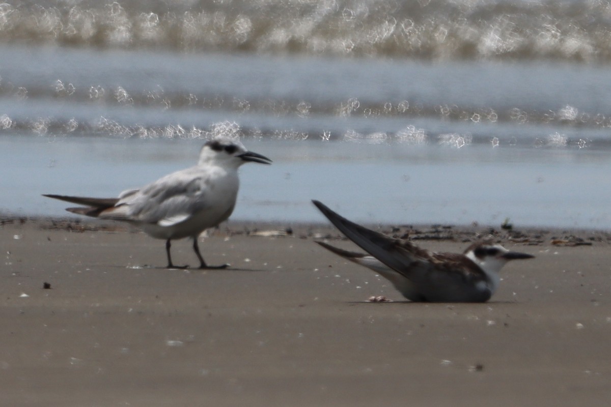 Seeschwalbe, unbestimmt - ML644302331