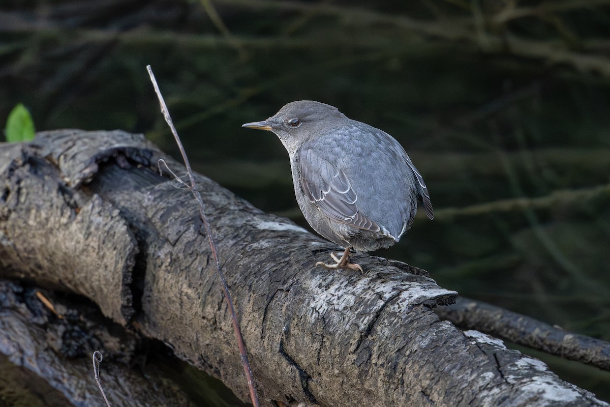 American Dipper - ML644302332