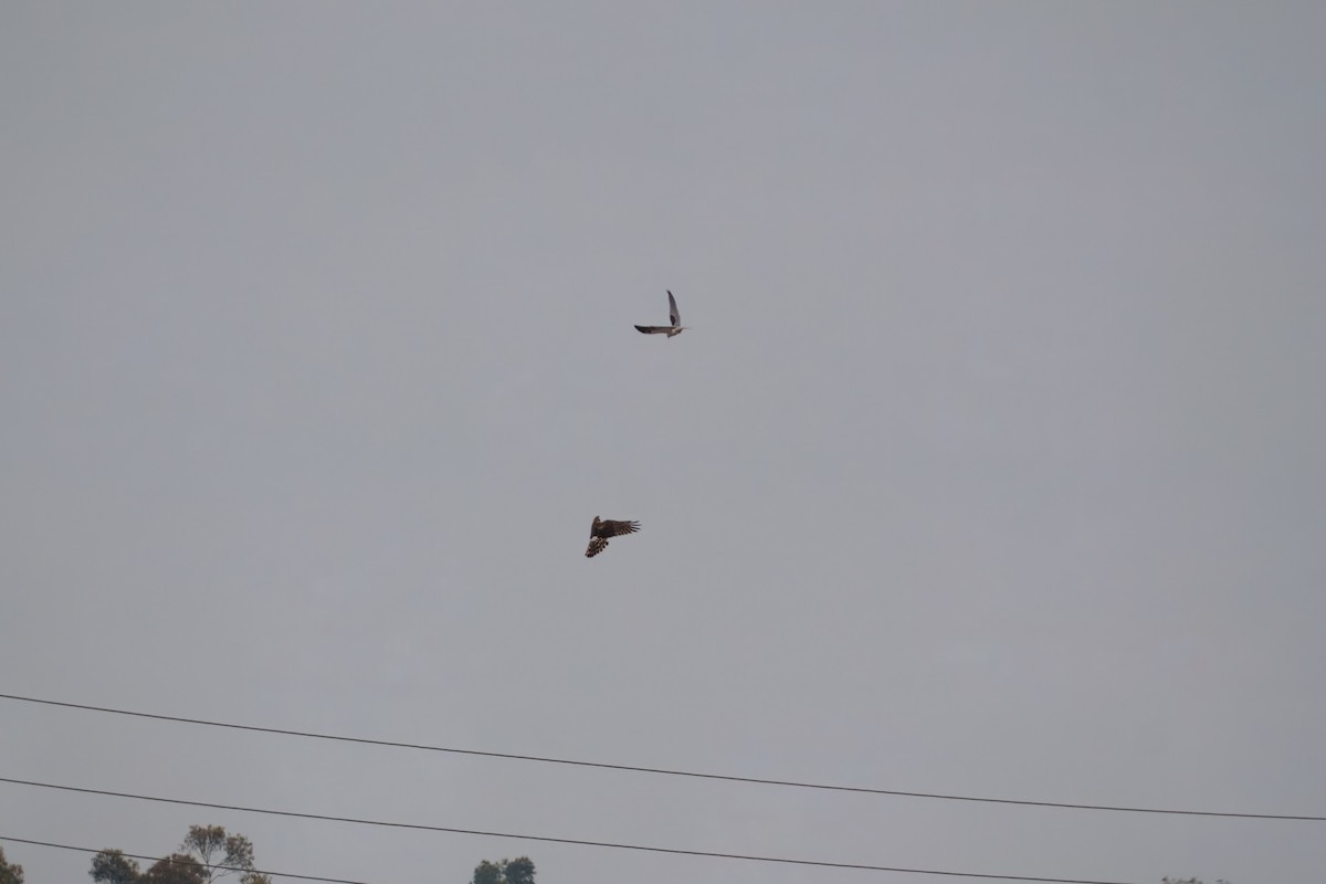 Лунь американський - ML644302350