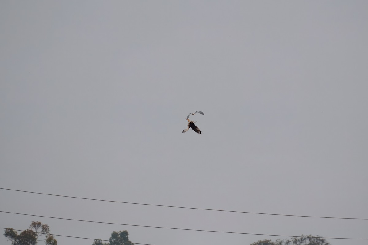 Лунь американський - ML644302351