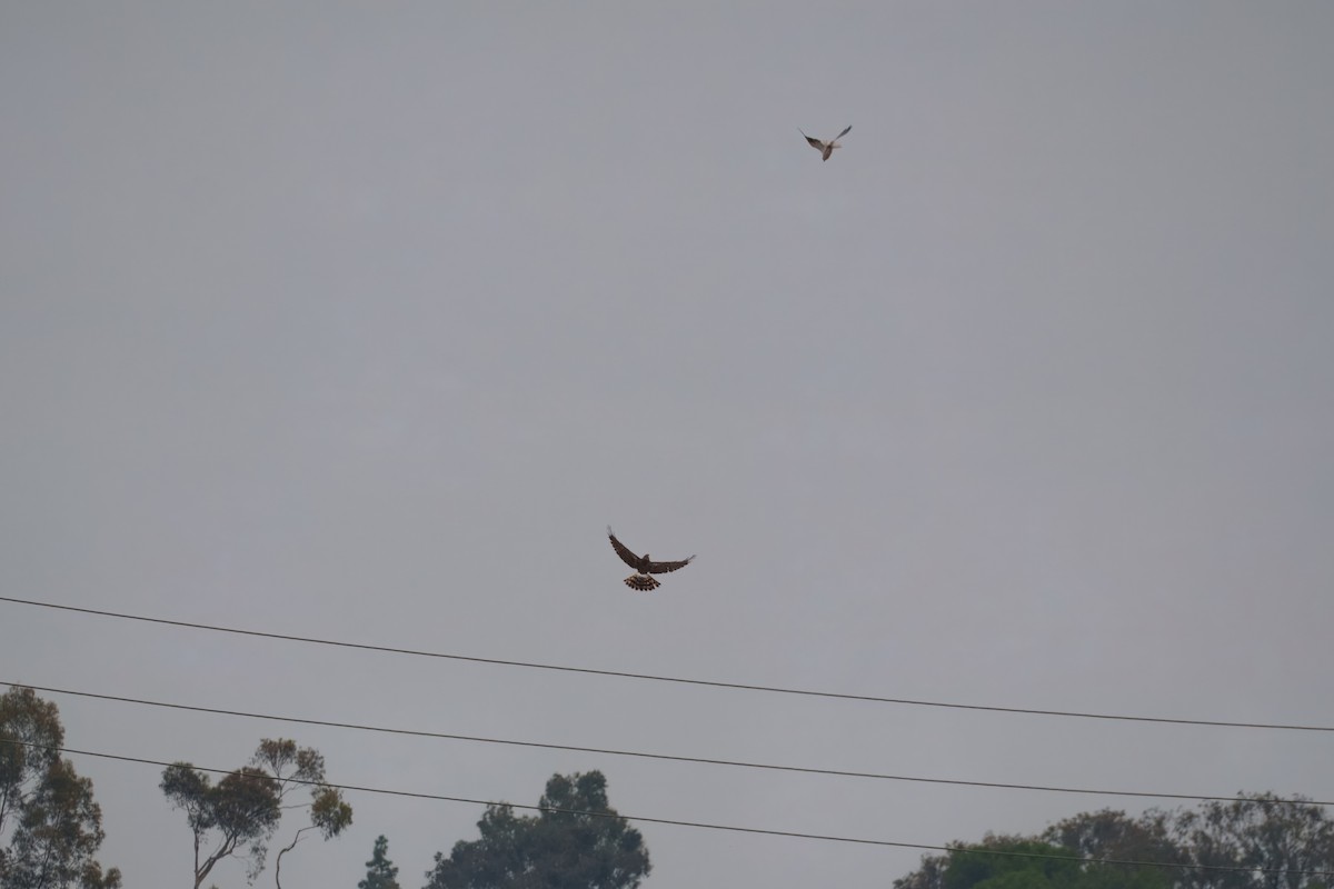 Лунь американський - ML644302352