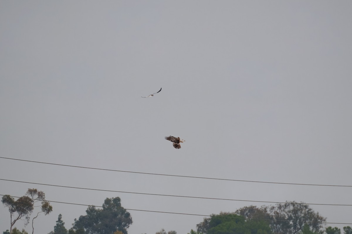 Лунь американський - ML644302353