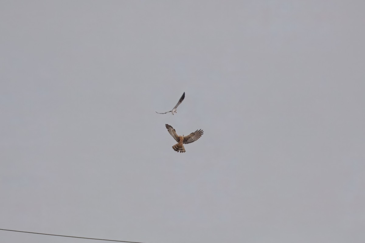 Лунь американський - ML644302354