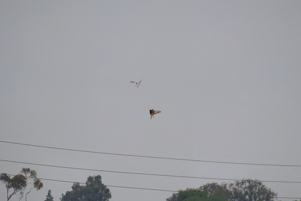 Лунь американський - ML644302356