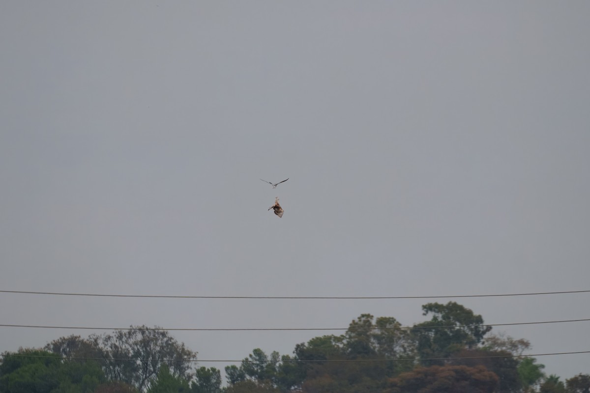 Лунь американський - ML644302357