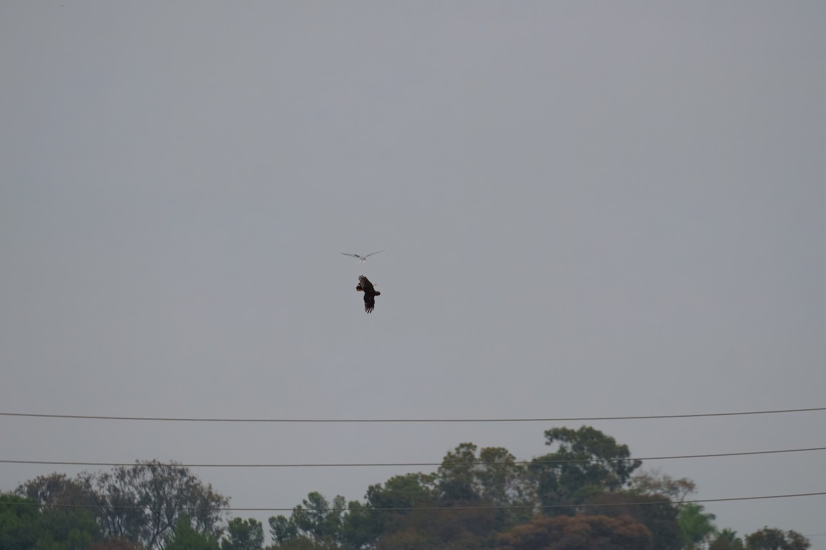 Лунь американський - ML644302358