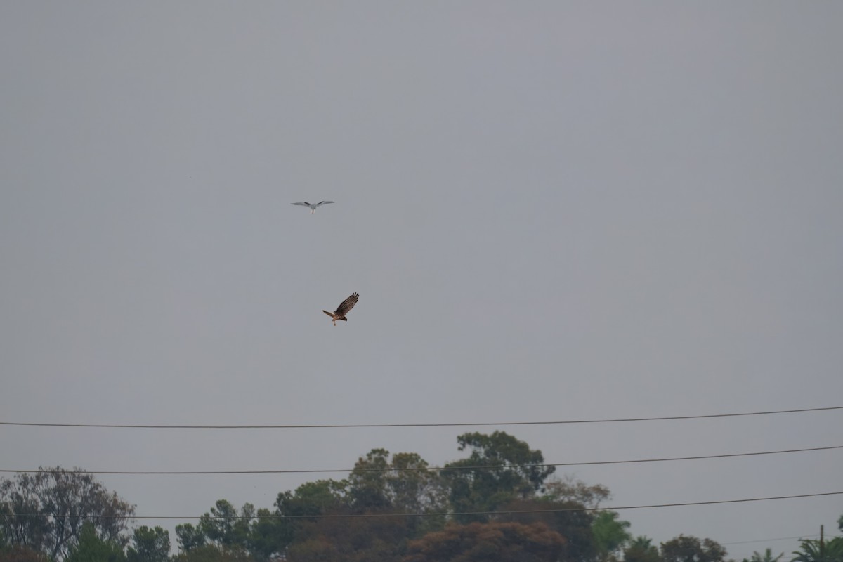 Лунь американський - ML644302359