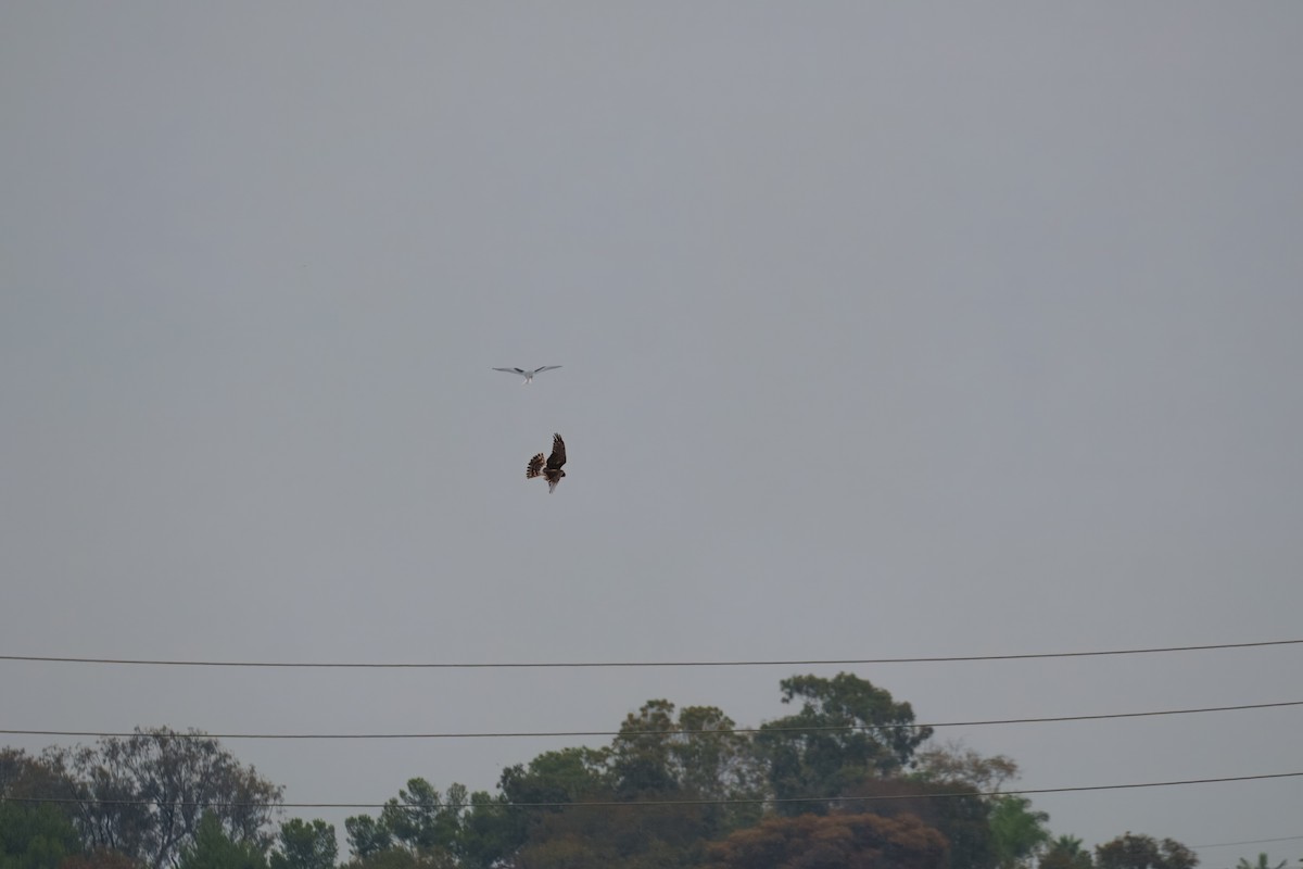 Лунь американський - ML644302362