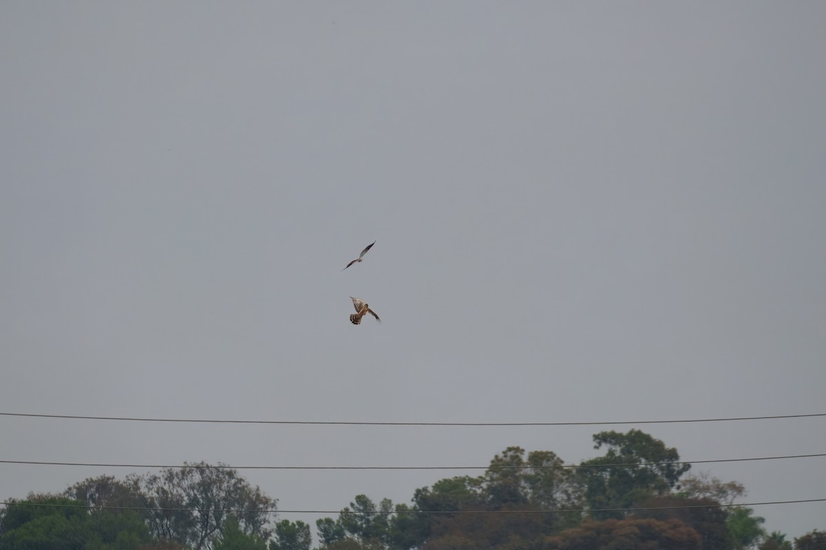 Лунь американський - ML644302363