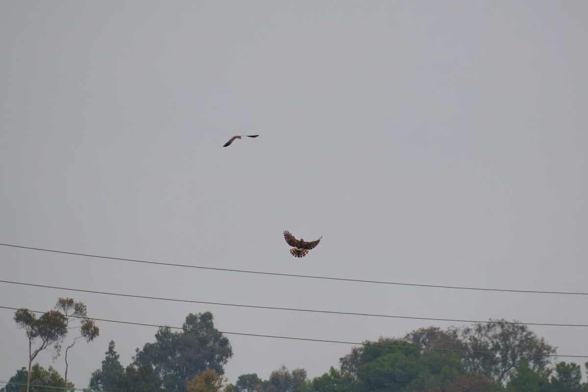 Лунь американський - ML644302364