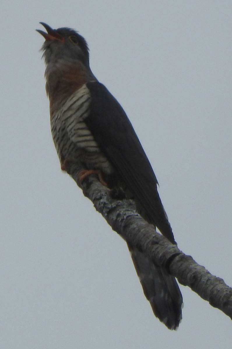 チャムネカッコウ - ML644302367