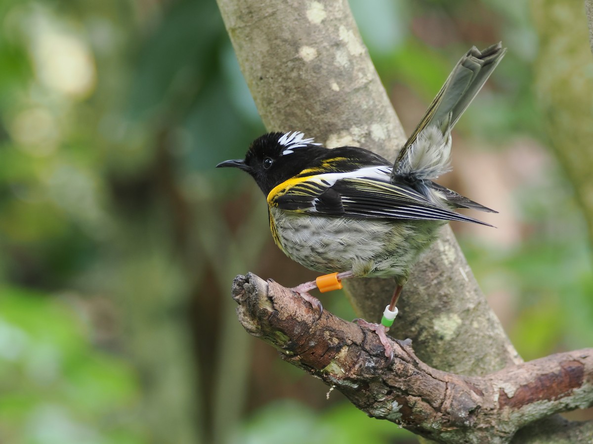 hihi hvízdavý - ML644302371