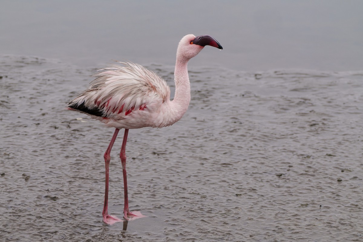 Flamant nain - ML644302372