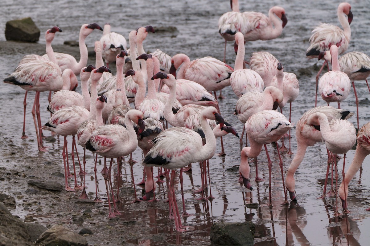 Flamant nain - ML644302376