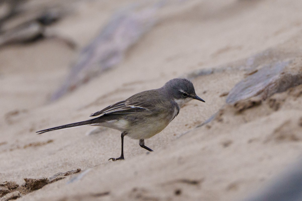 konipas jihoafrický - ML644302377