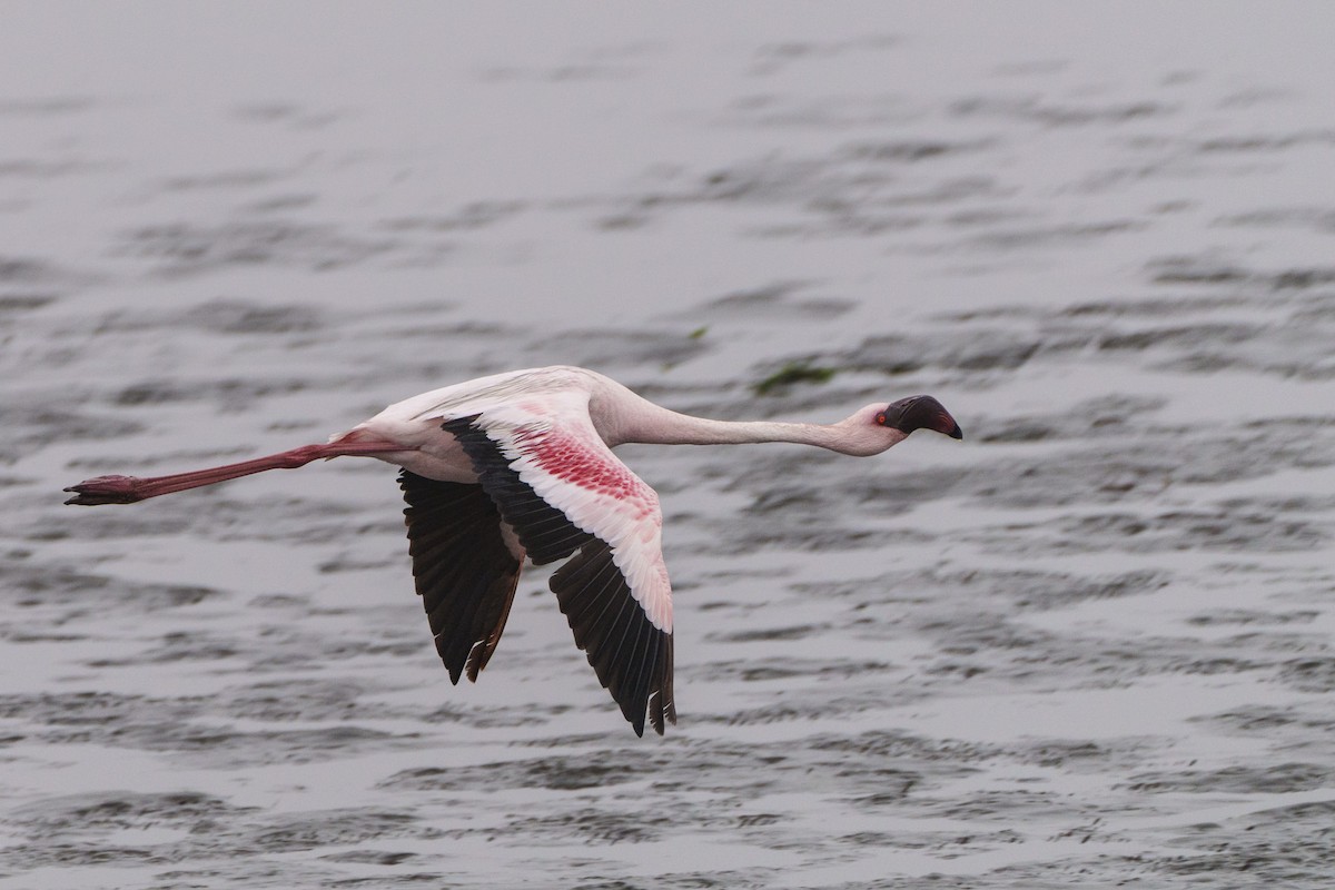 Flamant nain - ML644302380