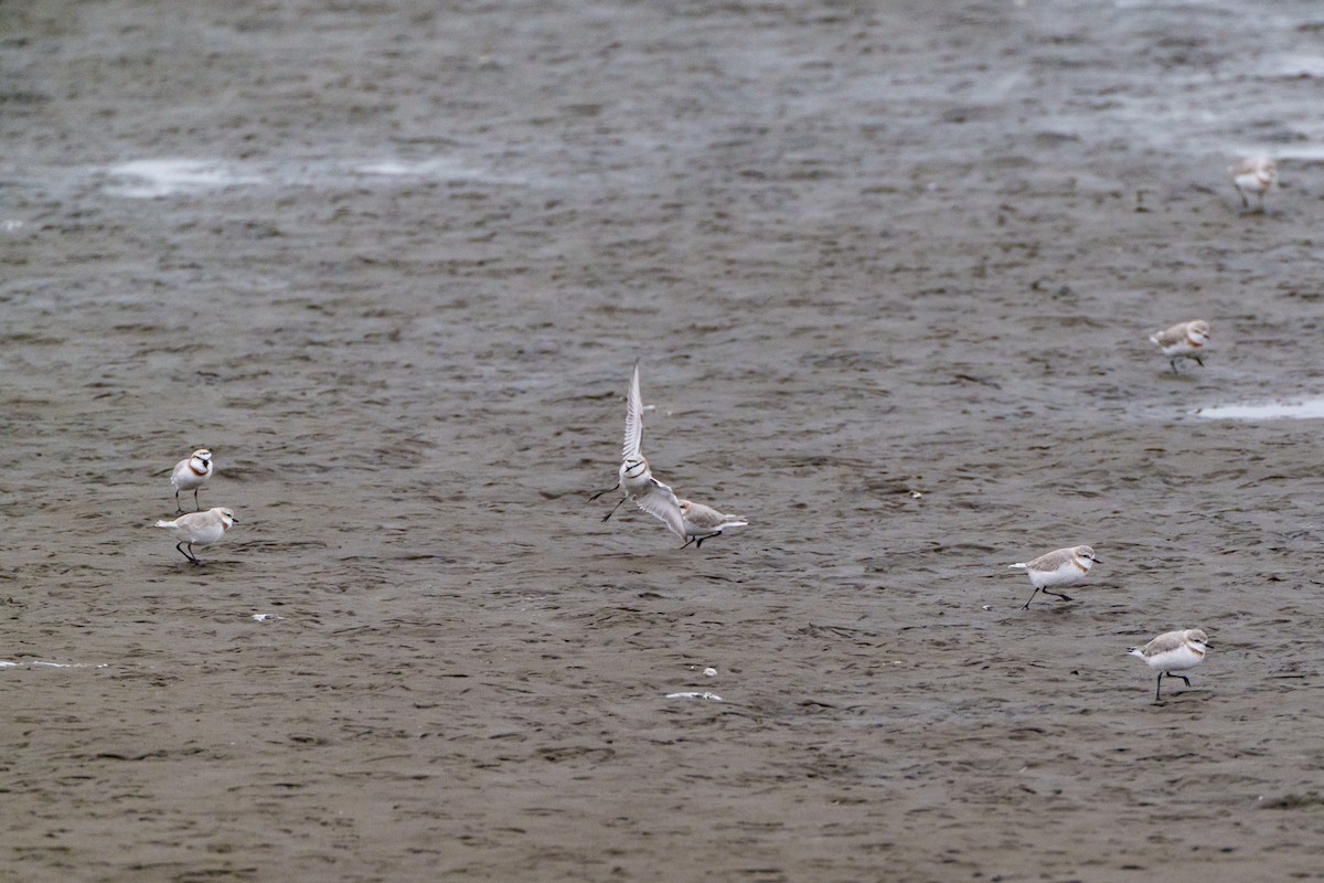 Chestnut-banded Plover - ML644302385