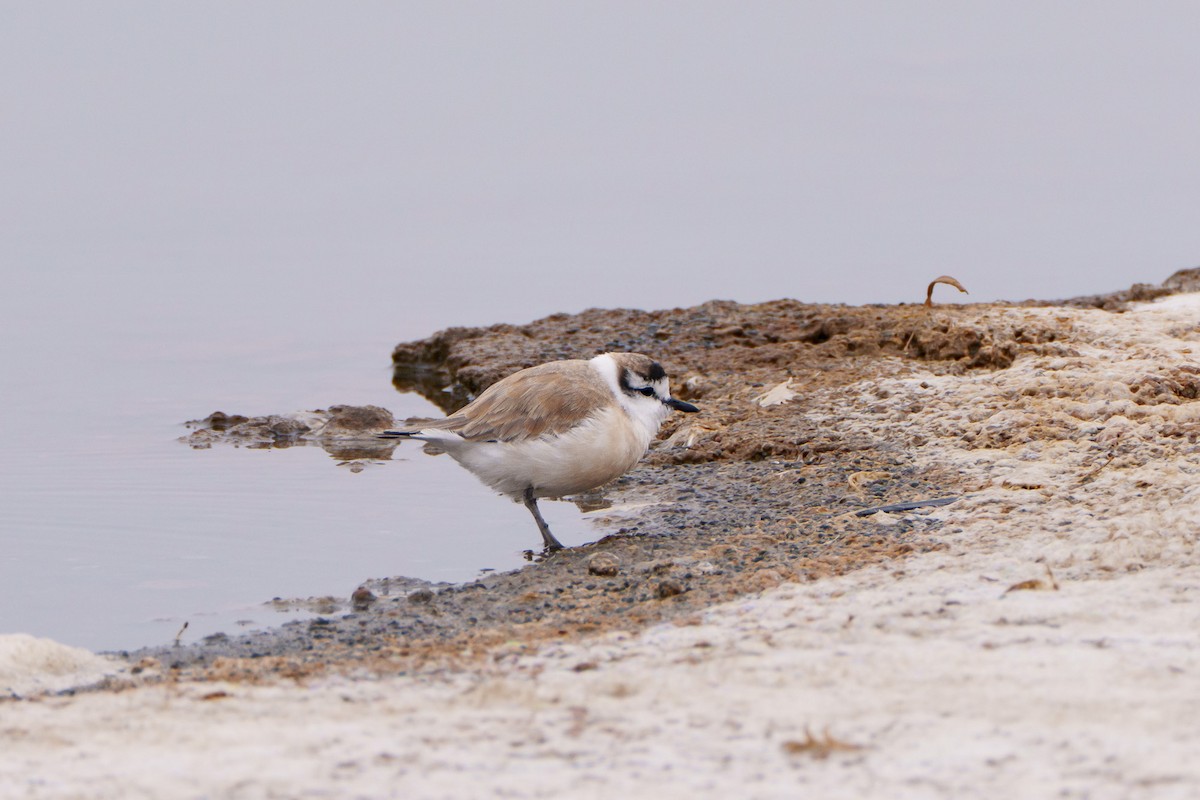 Белолобый зуёк - ML644302391