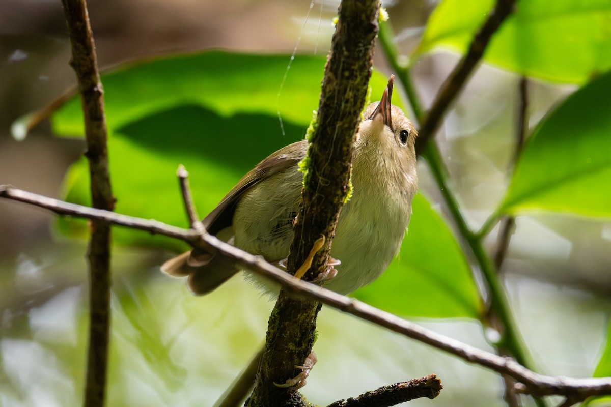 langnebbkrattsmett - ML644302395