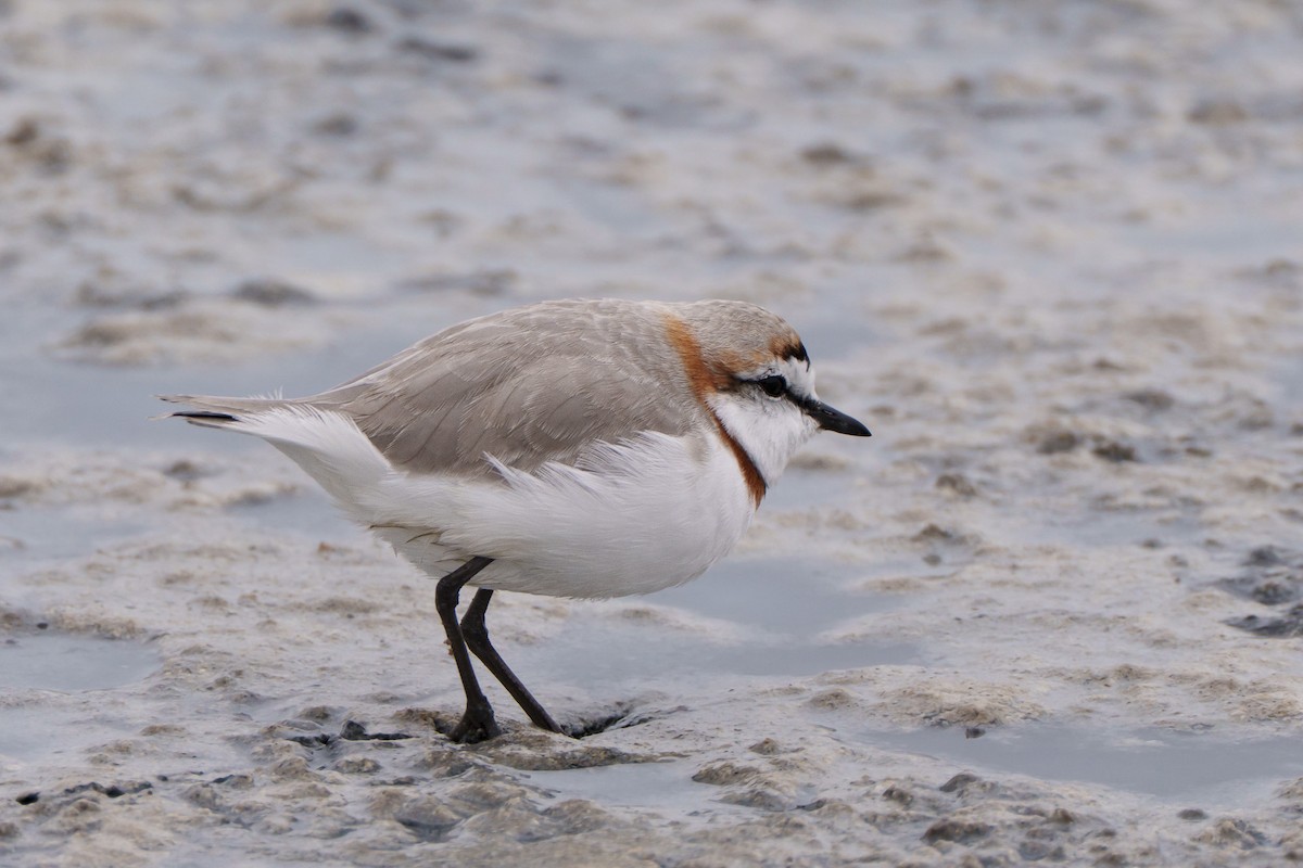 Chestnut-banded Plover - ML644302401