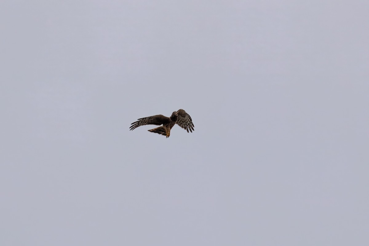 Лунь американський - ML644302403