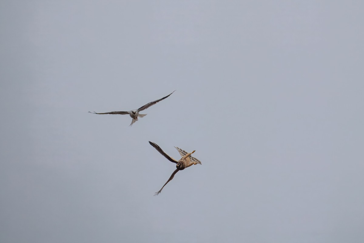 Лунь американський - ML644302404