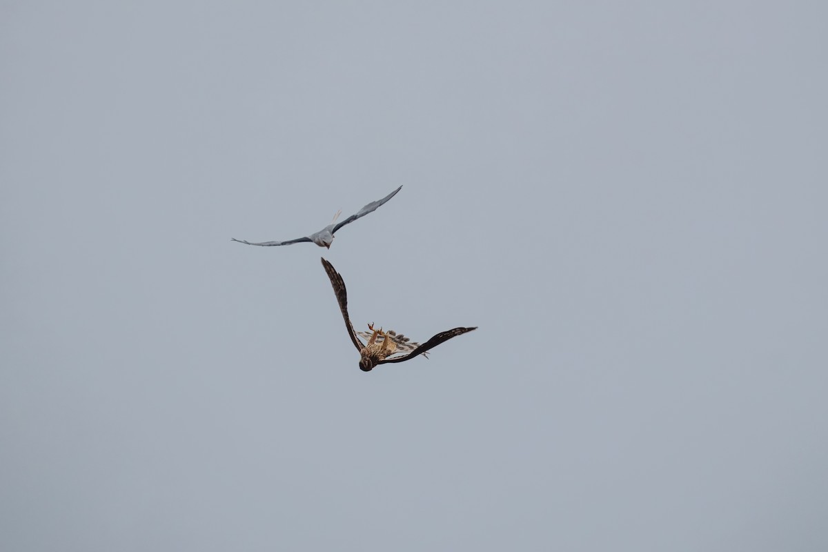 Лунь американський - ML644302406