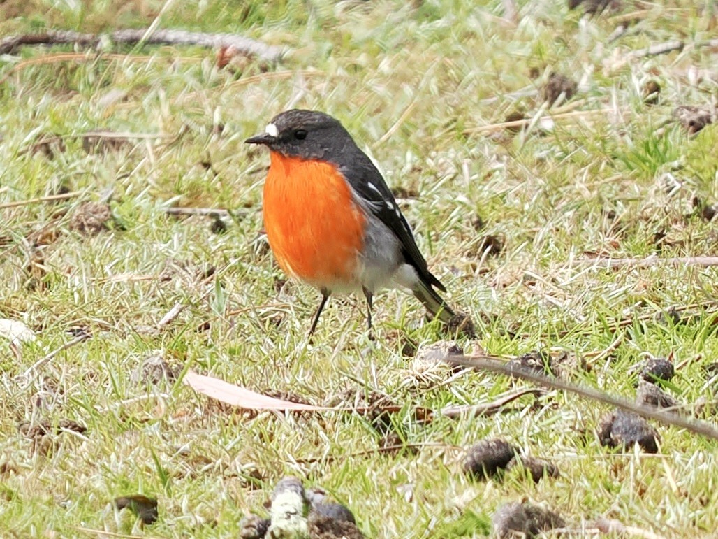 flammeflueskvett - ML644302407